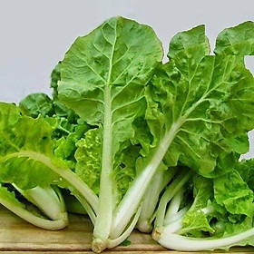 Hạt Giống Cải bẹ dún Early Cabbage