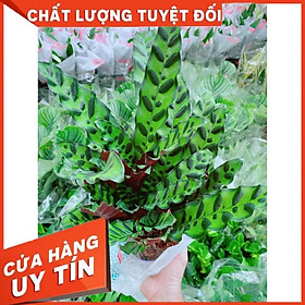Chậu đuôi công Nhiều Người Mua