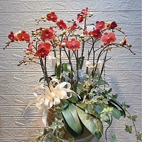 Chậu hoa Lan Hồ Điệp Đà Lạt - Mẫu 32 - Đường kính chậu 25 x cao 50 cm - Mầu Đỏ - Chậu hoa, cây cảnh tặng khai trương, tân gia