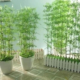 Mua 10 cây Trúc quân tử đẹp