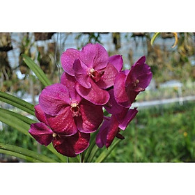 Mua Hoa phong lan Vanda