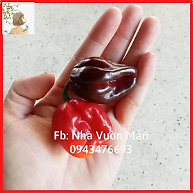 Combo 10 Hạt Giống Ớt Habanero
