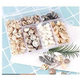 Mua Phụ Kiện Vỏ Ốc Xà Cừ Trang Trí Resin 100G - Trường Thịnh Sài Gòn