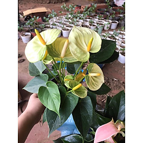 Hồng môn MÀU VÀNG - cây phong thủy để bàn