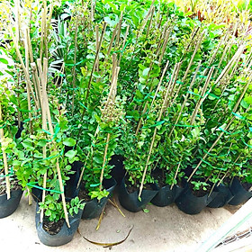 Mua Cây tường vi hoa trắng cao 70-80 cm đang nụ và hoa ( Ảnh thật).