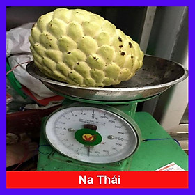 Cây Na thái - Na Xiêm - cho trái siêu to khổng lồ + tặng phân bón