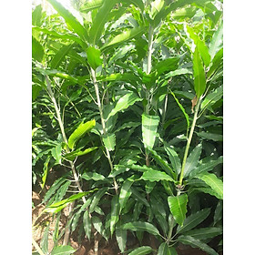 Mua cây giống XOÀI CÁT HÒA LỘC - Giống chuẩn F1 - Siêu sai quả ngon  ngọt