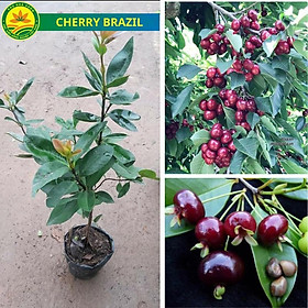 Cây giống cherry brazil cây giống nhập khẩu thế hệ mới đã được thuần chủng phù hợp khí hậu Việt Nam, cây giống khỏe