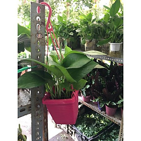 Bộ 4 chậu Trầu bà lá ta treo tường đẹp