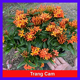 Cây Trang Cam - mẫu đơn cam