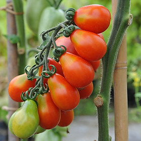 Hạt giống Cà chua Lê Đỏ Thái Lan VTS137