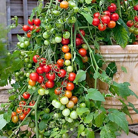Mua Cà chua cherry đỏ lùn F1 - cây lùn (siêu trái) gói 20hạt