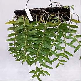 Giả hạc hoa hồng đỏ