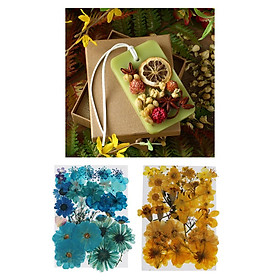 Natural Real Pressed Dried Flowers DIY Scrapbook Blue + Yellow