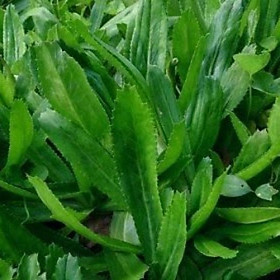 Hạt giống ngò gai - ngò tàu - mùi tàu VTP64
