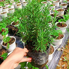 Mua Cây hương thảo -rosemary