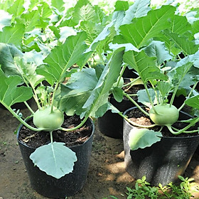 Mua Hạt giống Su hào