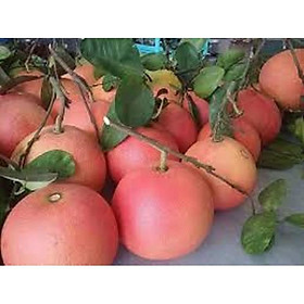 CÂY GIỐNG BƯỞI ĐỎ PHÚC KIẾN