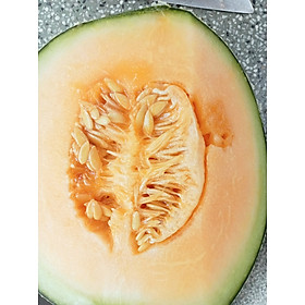- Dưa lưới