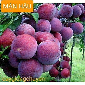 CÂY GIỐNG MẬN HẬU CHO QUẢ SAU 1 NĂM TRỒNG