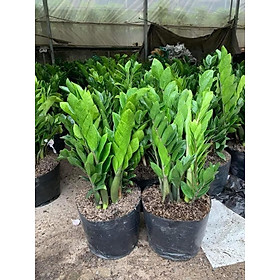 cây kim tiền mang tính chất phong thủy