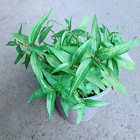 Mua Chậu Rau Răm