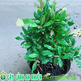 Mua Cây Thần Kỳ