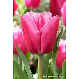 Bộ 5 củ giống hoa tulip hoa màu hồng