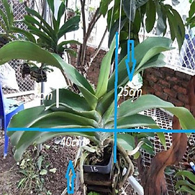 Mua Hoa lan giáng hương ngọc điểm( hồng cánh sen)  cây to  bộ rễ khỏe hàng bóc rừng ki mập khỏe ấm chậu