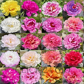 Mua 1 Ký Cành Giống Hoa Mười Giờ Thái Kép MÀU CAM HỒNG Cành Tơ Siêu Khỏe Ra Rễ Sau 3 Ngày GIA DỤNG THÔNG MINH PKM