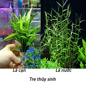 Cây tre thủy sinh 10 cây - Cây thủy sinh trang trí hồ cá cảnh