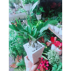 Mua Chậu Cây Kim Tiền Thái