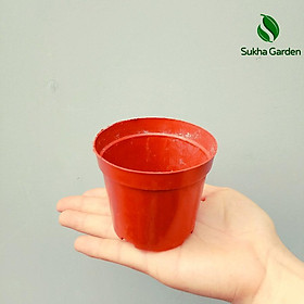 Set 10 Chậu Nhựa trồng sen đá, xương rồng đủ kích thước, chậu trồng cây