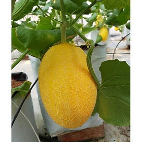 Mua Hạt giống dưa lưới vàng quả to oval