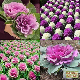 Mua HẠT GIỐNG BẮP CẢI HOA HỒNG - Loại Rau Quý  Ăn Ngon  Trồng Làm Cảnh Đẹp.