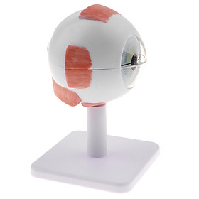 New Large Size Human Eye Eyeball Model  Study Display Educational Toy