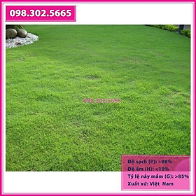 Mua Hạt giống cỏ thảm NHUNG NHẬT 100g (gieo khoảng 10m2)