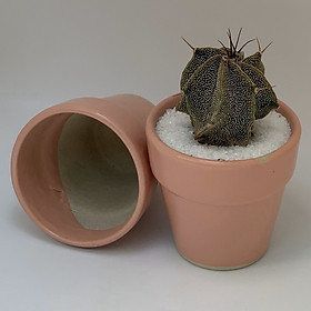 Bộ 2 Chậu Sứ - 7x7x7 Cm - Mầu Hồng - Dáng Trôn Ốc - Chậu Gốm Bát Tràng Trồng Cây Mini Để Bàn, Tiểu Cảnh Terrarium, Sen Đá & Xương Rồng