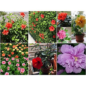 Mua CÂY HOA DÂM BỤT CÁNH KÉP( CÂY CAO 40-45CM)