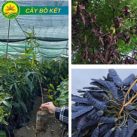 Cây bồ kết giống mang lại nhiều công dụng,giống chuẩn F1