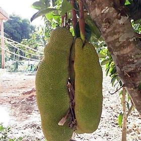 CÂY GIỐNG MÍT TRÁI DÀI MALAISIA
