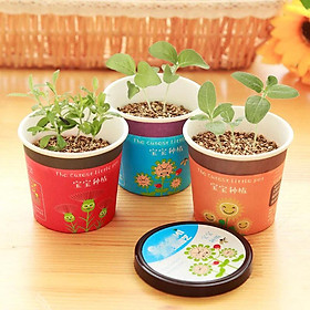 Hộp cây mini để bàn carton