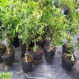 Mua combo 2 bầu cây giống Hồng ngọc mai bonsai   cây giống gửi đi nguyên bầu