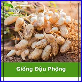 Mua Hạt Giống Đậu Phộng (Giống Lạc)