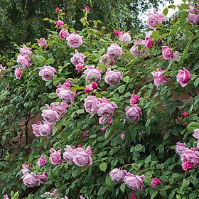 Mua Cây Hoa hồng leo Spirit of freedom