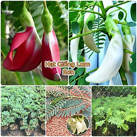 HẠT GIỐNG BÔNG SO ĐŨA ĐỎ và TRẮNG - Là Món Ăn Ngon, Ngăn Ngừa Bệnh Ung Thư.