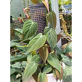 Cây trầu bà Philodendron Micans (trầu bà lá nhung)