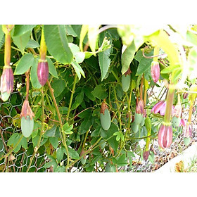 Mua CÂY GIỐNG CHANH LEO CHUỐI