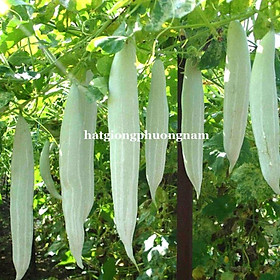 Mua 15H - HẠT GIỐNG LẶC LÀY(KHỔ QUA TÂY) TRẮNG