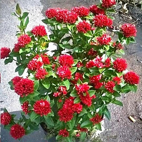 Mua Cây hoa mẫu đơn lá nhỏ - hoa trang (ảnh thật) cao 60-70 cm